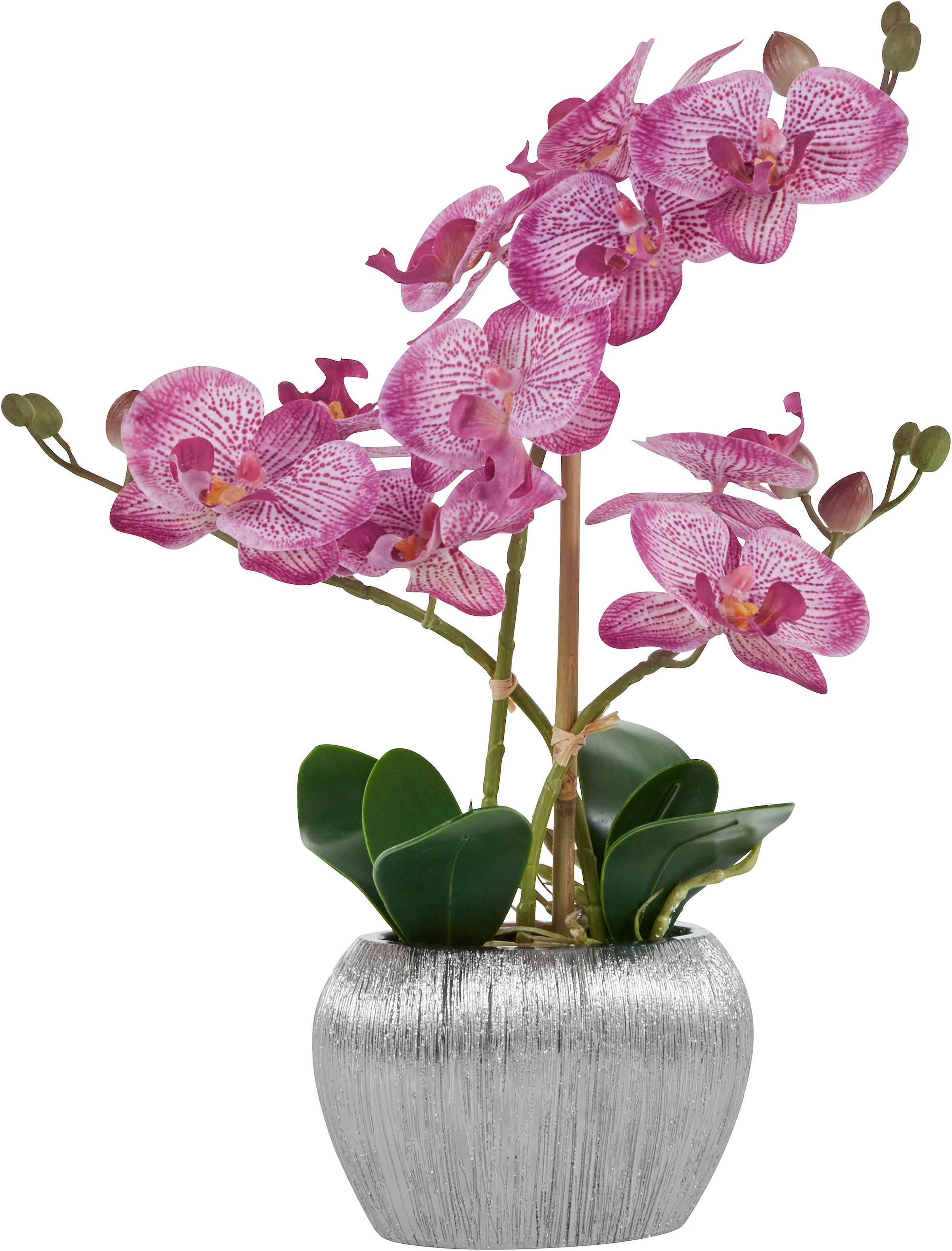 Jelmoli-Versand online Creativ Kunstorchidee | »Phalaenopsis«, im green Zementtopf kaufen