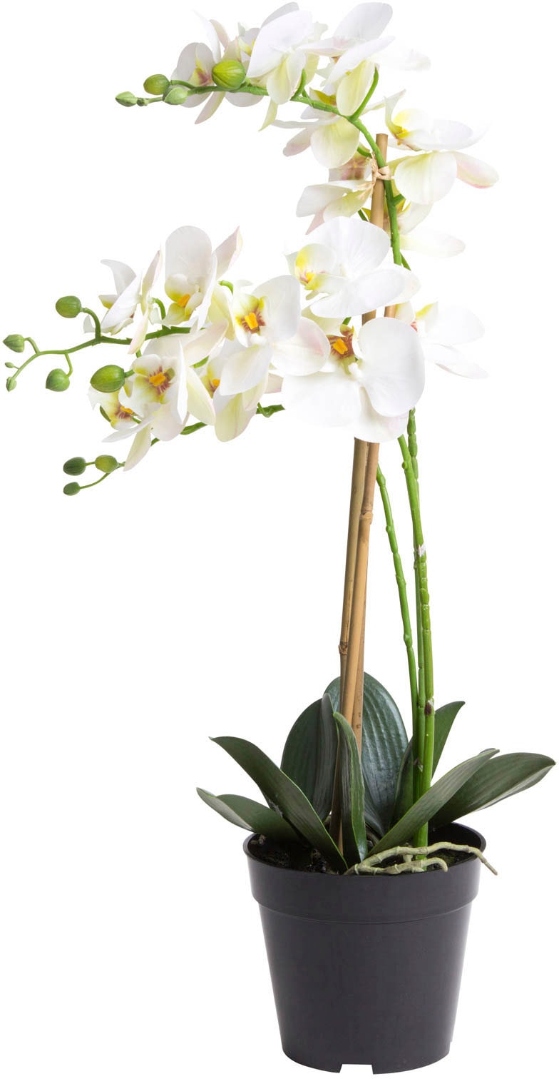Botanic-Haus Kunstorchidee »Orchidee Bora« online shoppen | Jelmoli-Versand