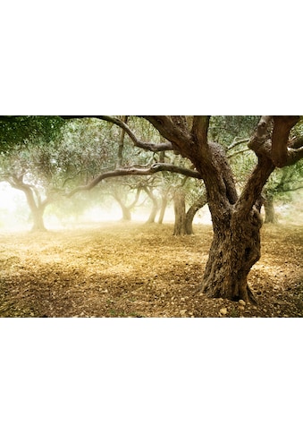 Papermoon Fototapete »Old Olive Trees« kaufen