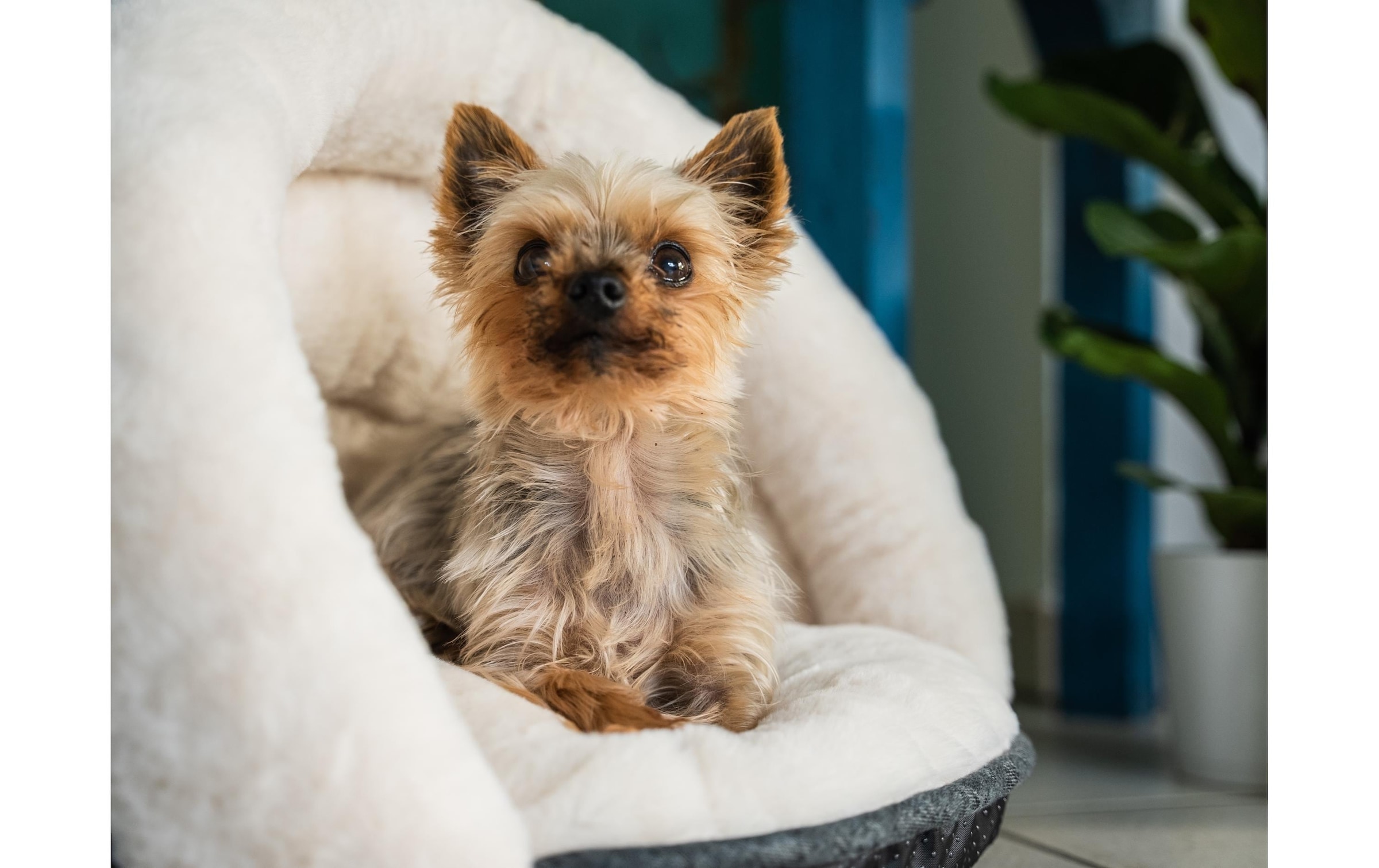 Tierbett »TrendPet LunaSuite beige«