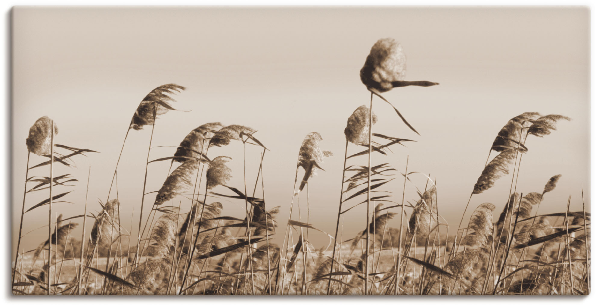 online »Roter Vögel, als Artland Leinwandbild, versch. Grössen (1 Wandbild oder in kaufen | Jelmoli-Versand Wandaufkleber St.), Alubild, Poster Ara«,
