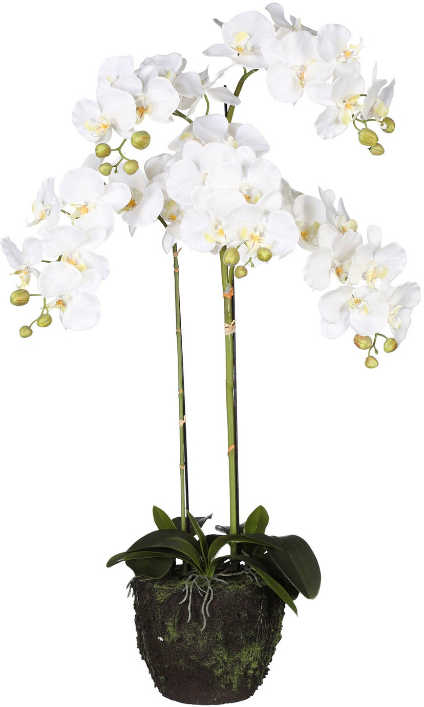 Botanic-Haus Kunstorchidee »Orchidee Bora« online | Jelmoli-Versand shoppen