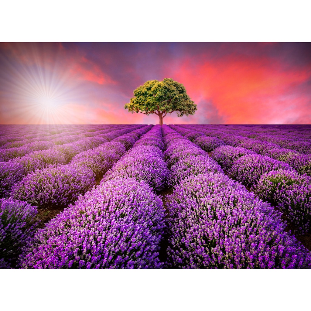 Papermoon Fototapete »Lavendel Field in Sunburst«