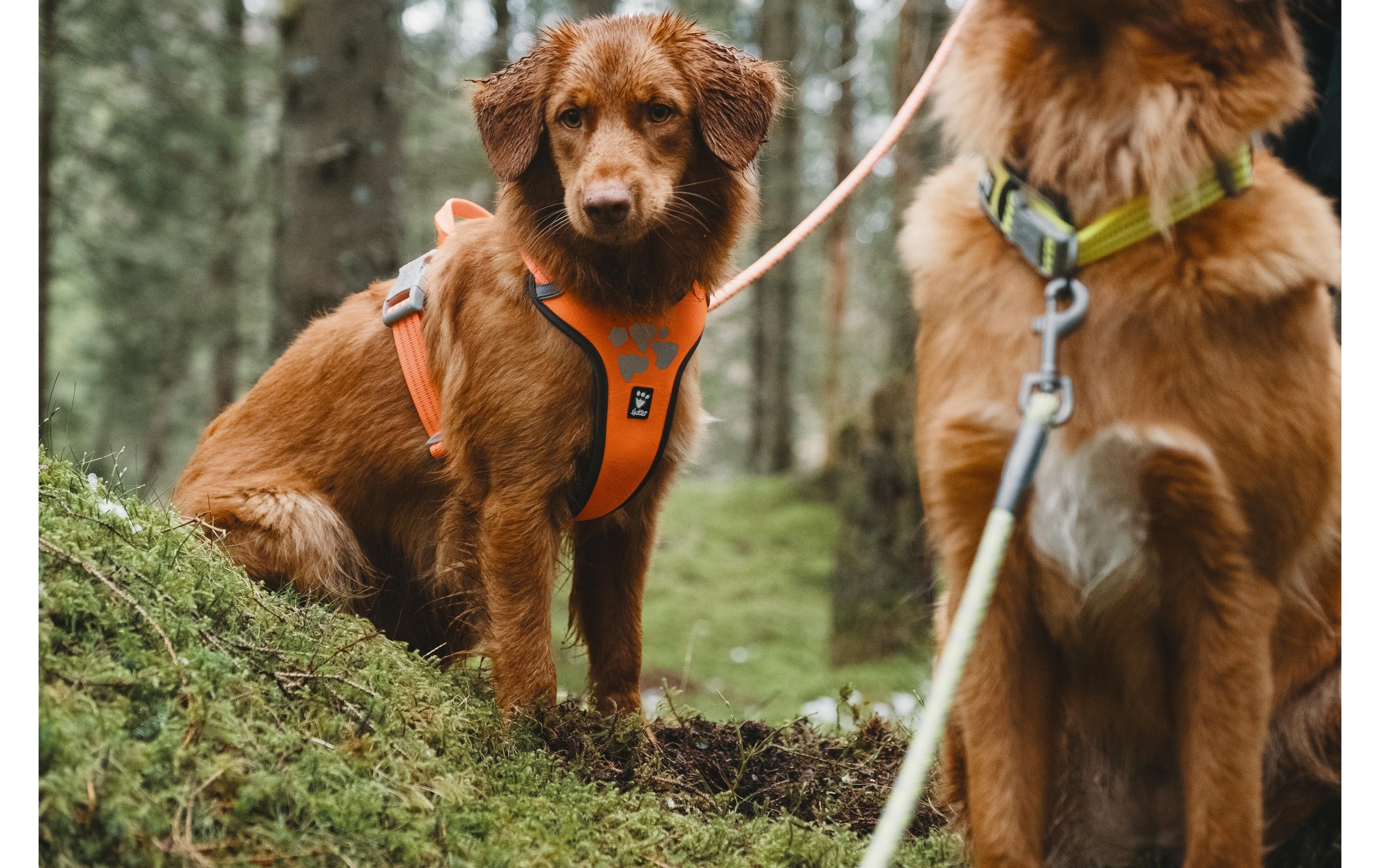 HURTTA Hunde-Geschirr »Weekend Warrior Geschirr«, Polyester