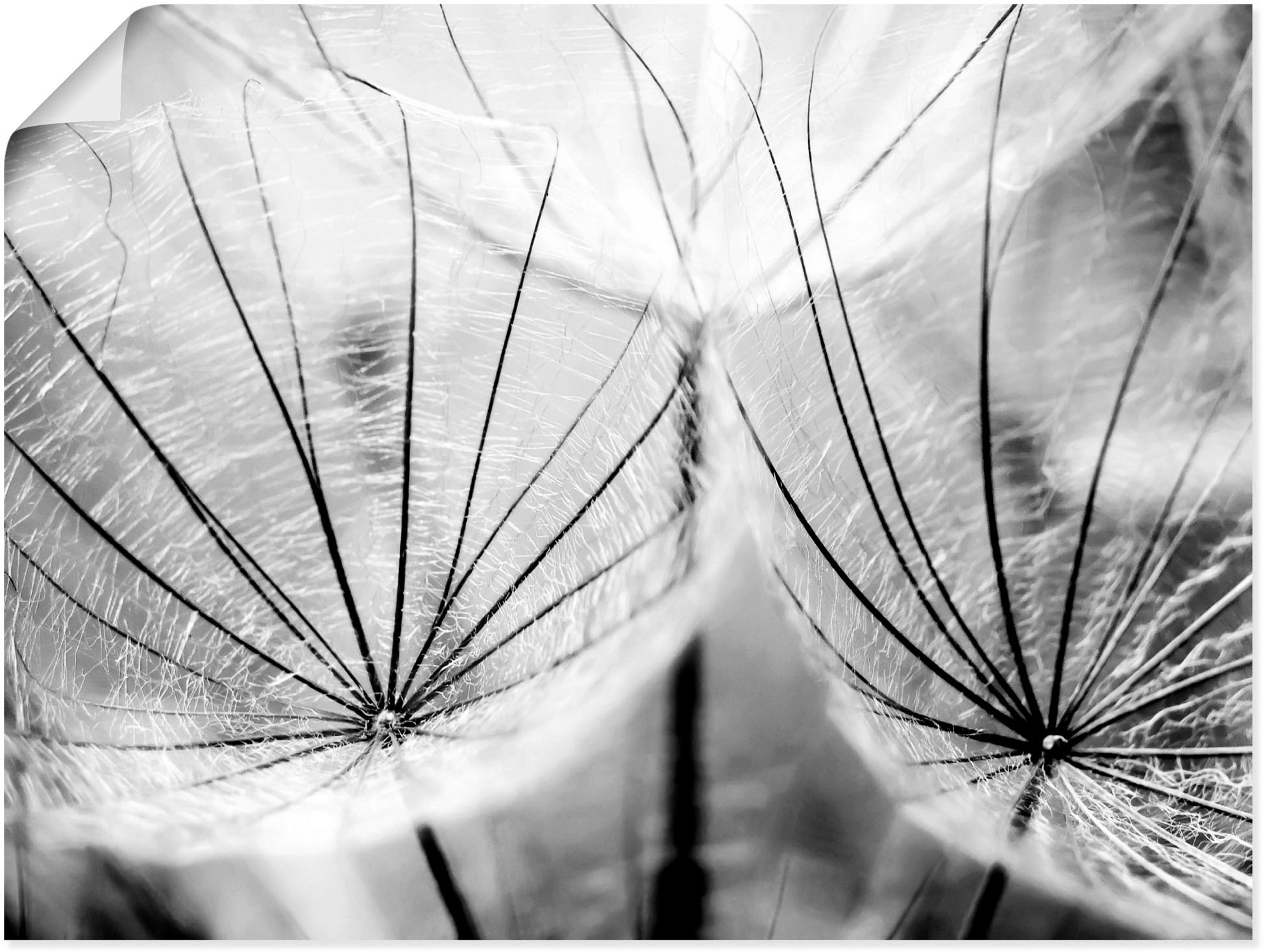 Artland Wandbild »Pusteblume in schwarzweiss«, Blumen, (1 St.), als Alubild, Outdoorbild, Leinwandbild, Poster, Wandaufkleber
