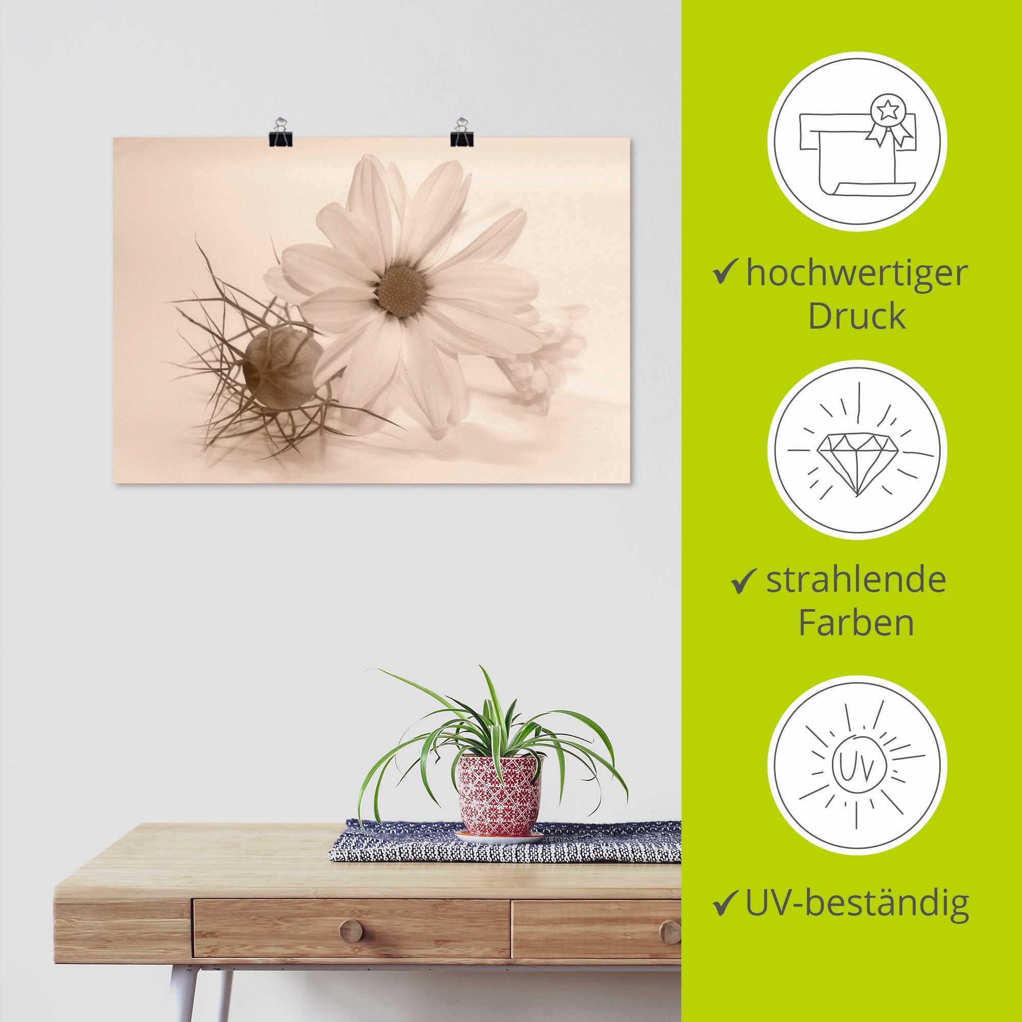Artland Wandbild »Chrysantheme«, Blumen, (1 St.), als Alubild, Outdoorbild, Poster in verschied. Grössen