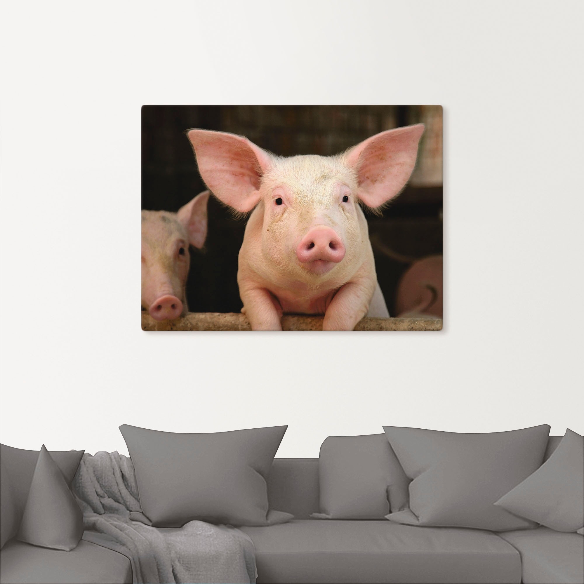 Artland Wandbild »Vorwitziges Schwein«, Haustiere, (1 St.), als Leinwandbild, Wandaufkleber in verschied. Grössen