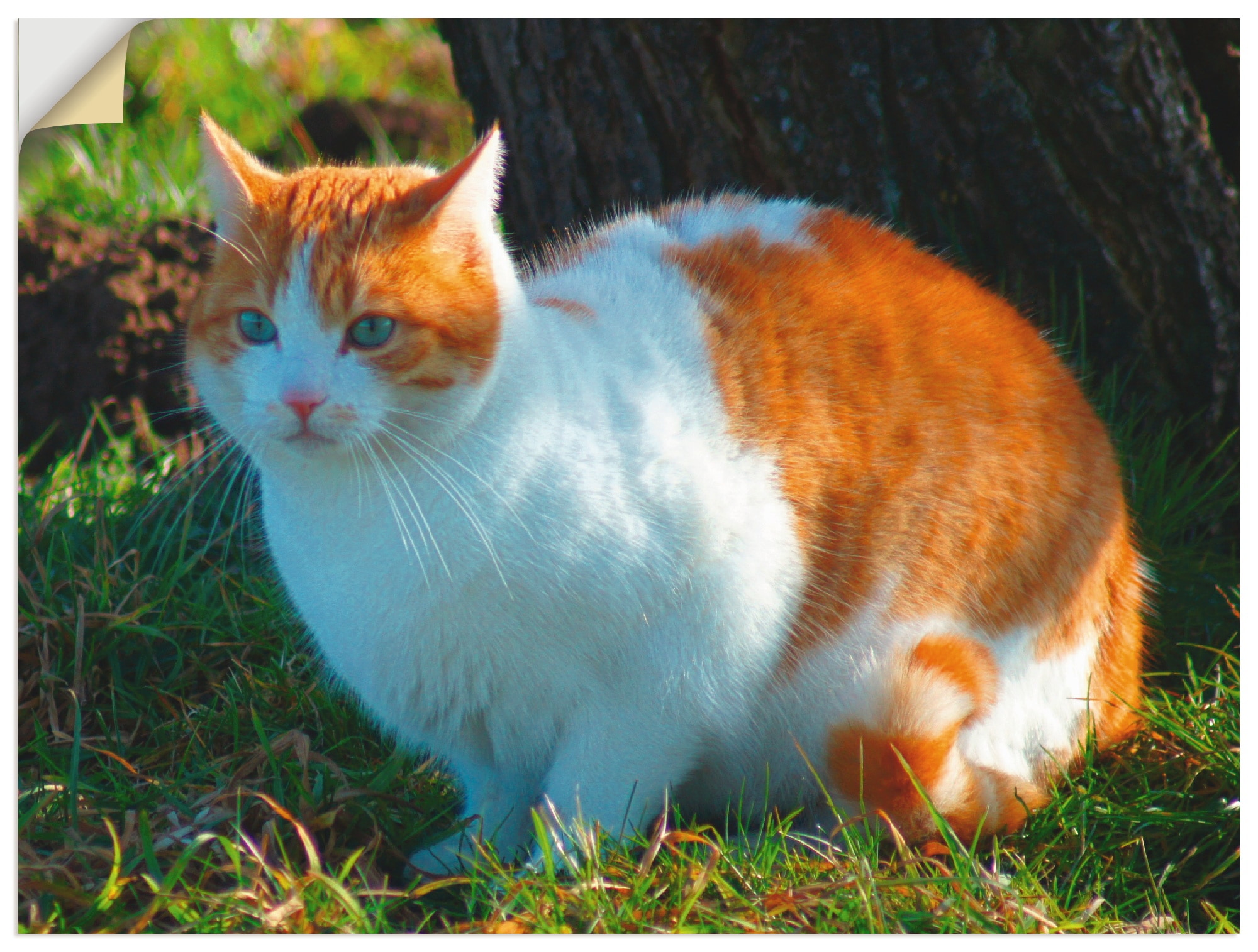 Artland Wandbild »Entspannte Katze«, Haustiere, (1 St.), als Alubild,  Leinwandbild, Wandaufkleber oder Poster in versch. Grössen online kaufen |  Jelmoli-Versand