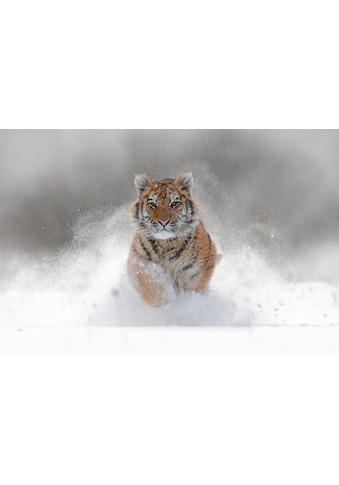 Papermoon Fototapete »Siberian Tiger« kaufen