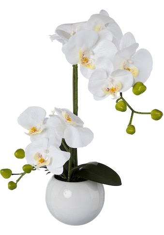 Creativ green Kunstorchidee »Phalaenopsis«, (1 St.), im Keramiktopf kaufen