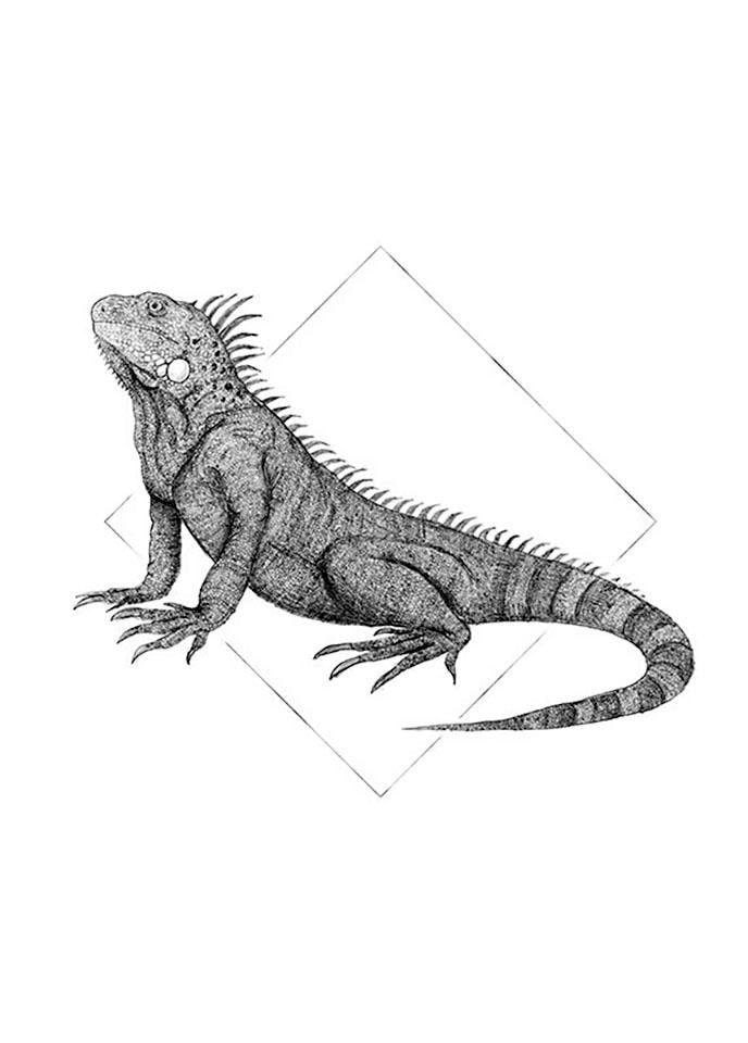❤ Komar Poster »Iguana White«, Tiere, (1 St.), Kinderzimmer, Schlafzimmer,  Wohnzimmer kaufen im Jelmoli-Online Shop