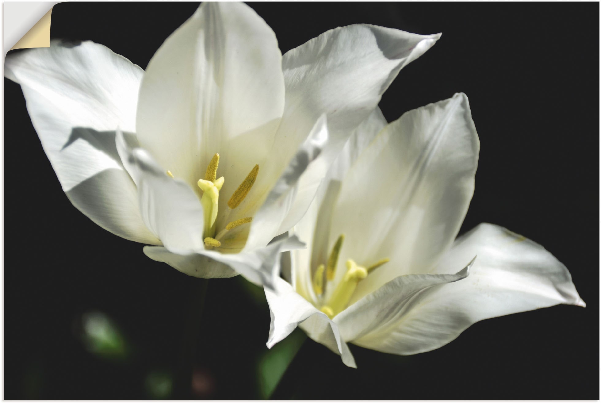 Artland Wandbild »Tulpen - weiss auf schwarz«, Blumenbilder, (1 St.), als  Alubild, Leinwandbild, Wandaufkleber oder Poster in versch. Grössen online  bestellen | Jelmoli-Versand