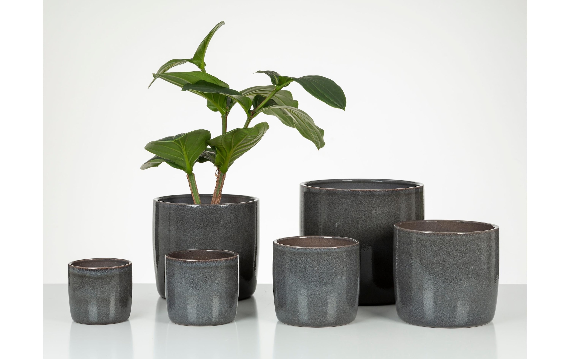 Scheurich Blumentopf »Solido 21.2 cm«