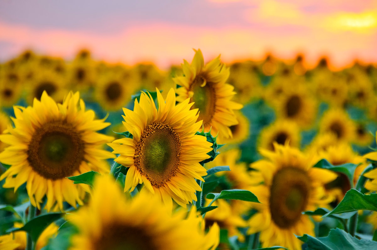 Jelmoli-Versand kaufen Sonnenblumen« »Feld Fototapete günstig Papermoon | der