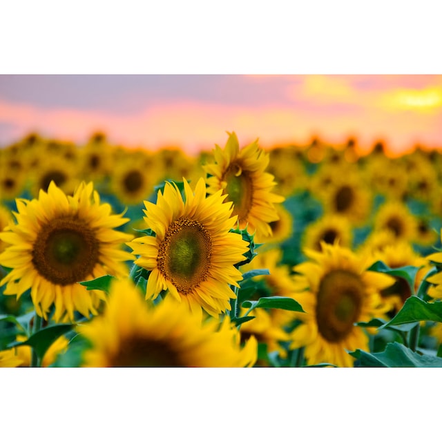 günstig der Jelmoli-Versand Fototapete »Feld Sonnenblumen« | kaufen Papermoon