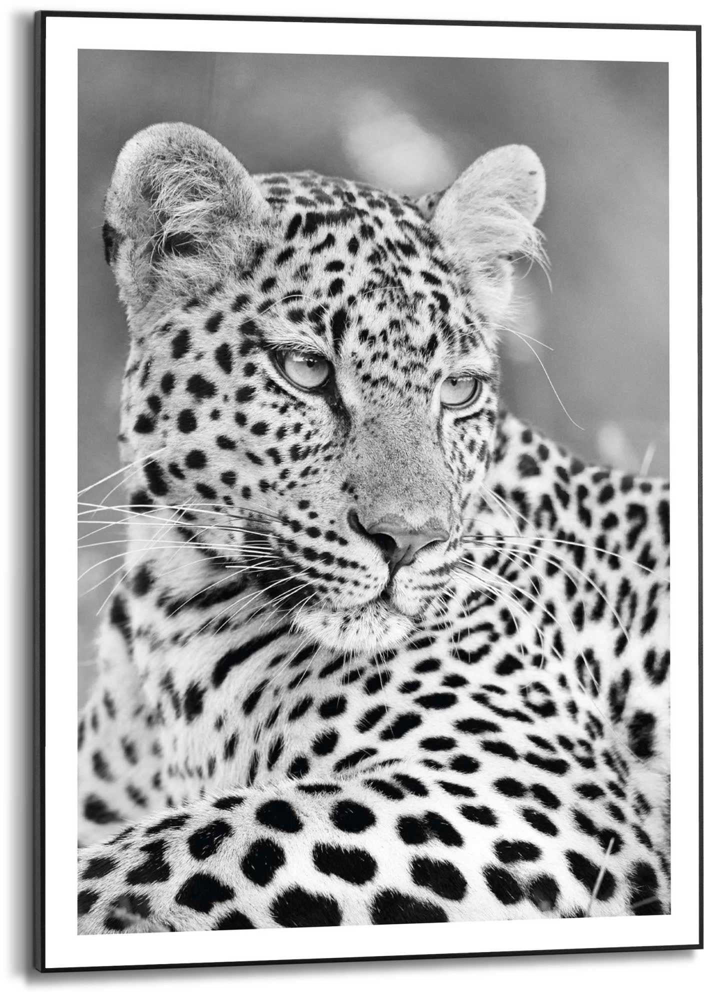 Reinders! Kunstdruck »Leopard« Jelmoli-Versand shoppen | online