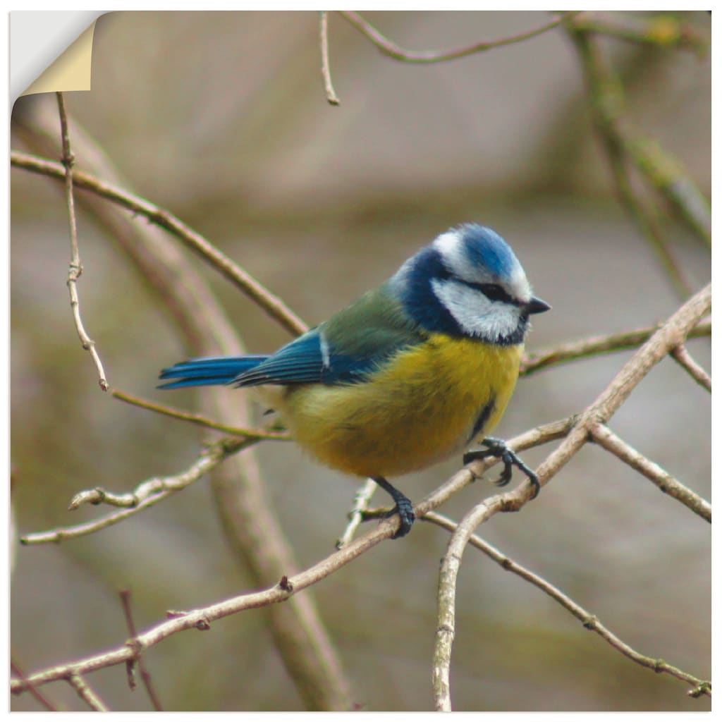Artland Wandbild »Blaumeise«, Vögel, (1 St.)