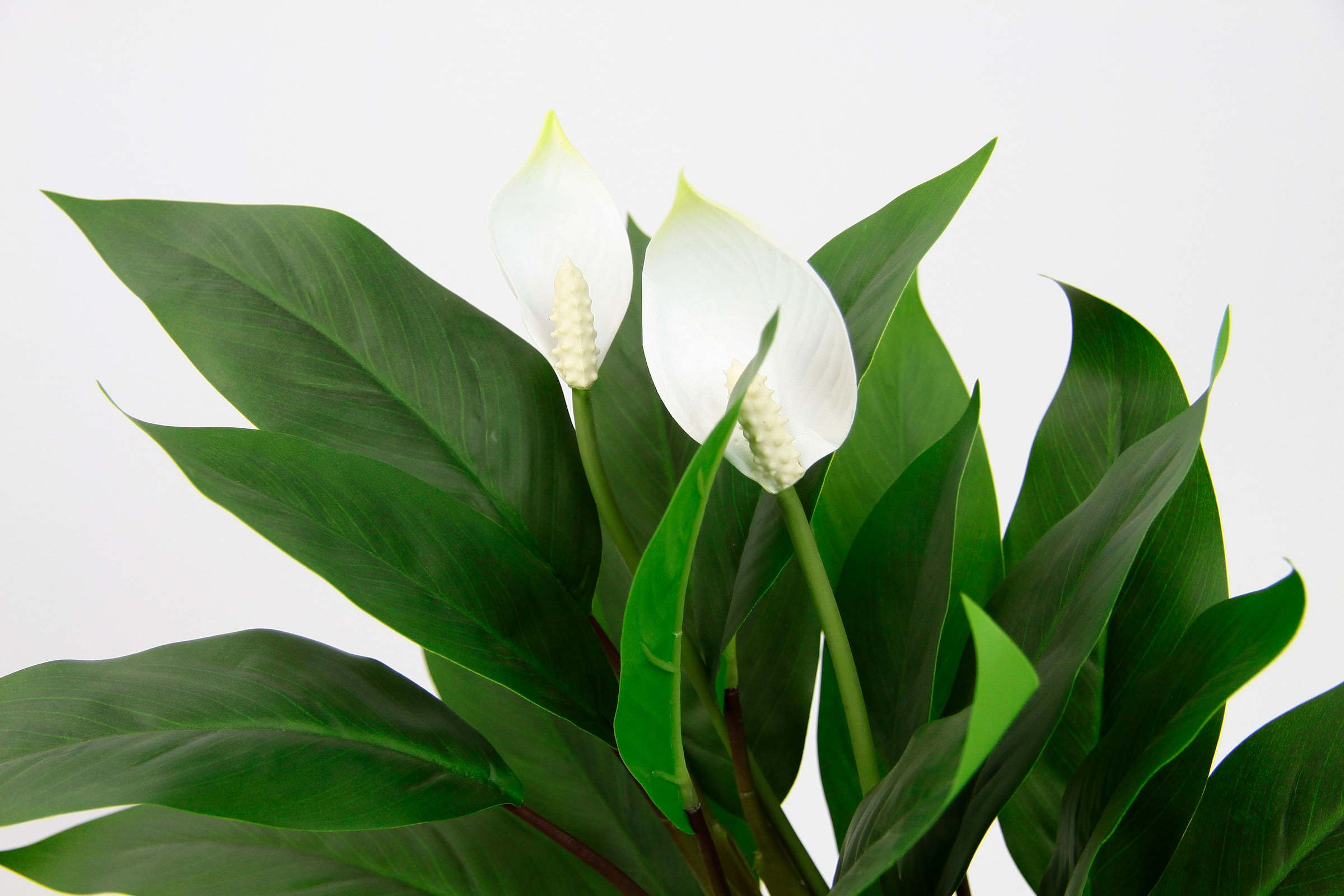 I.GE.A. Kunstpflanze »Spathiphyllum«, im Topf Anthurie Calla Flamingoblume exotische Pflanze weisse Blüten