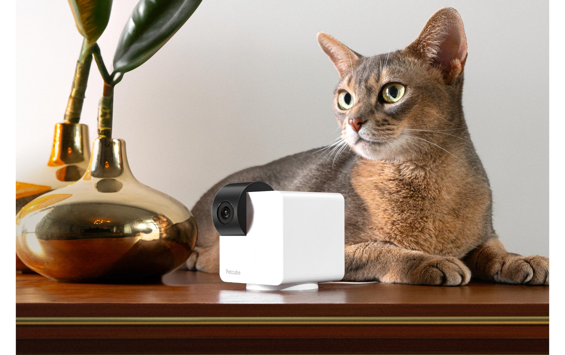 Petcube Überwachungskamera »360 Cam«