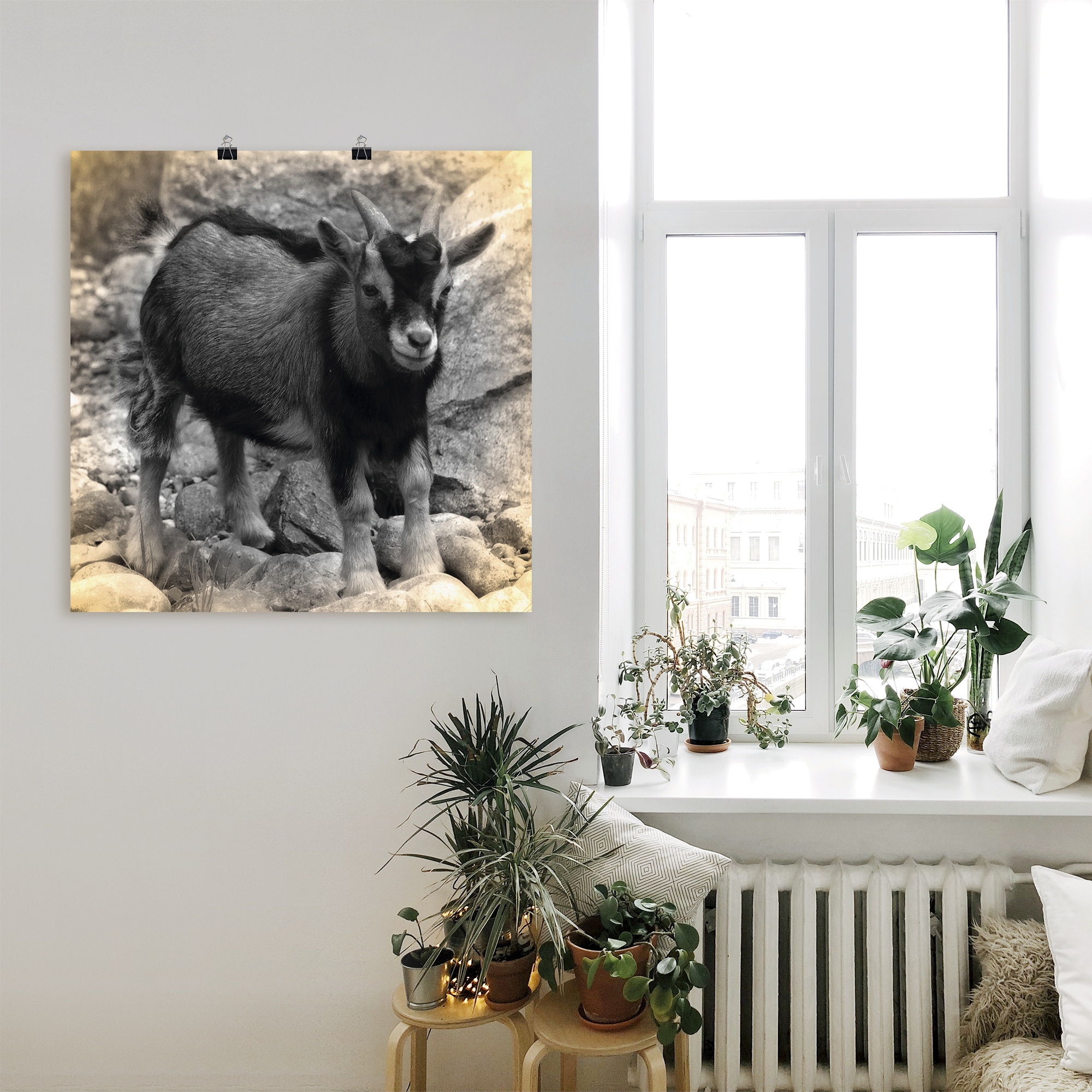 Artland Poster »Zwergziegen Baby Kontakt«, Haustiere, (1 St.), als Alubild, Leinwandbild, Wandaufkleber oder Poster in versch. Grössen