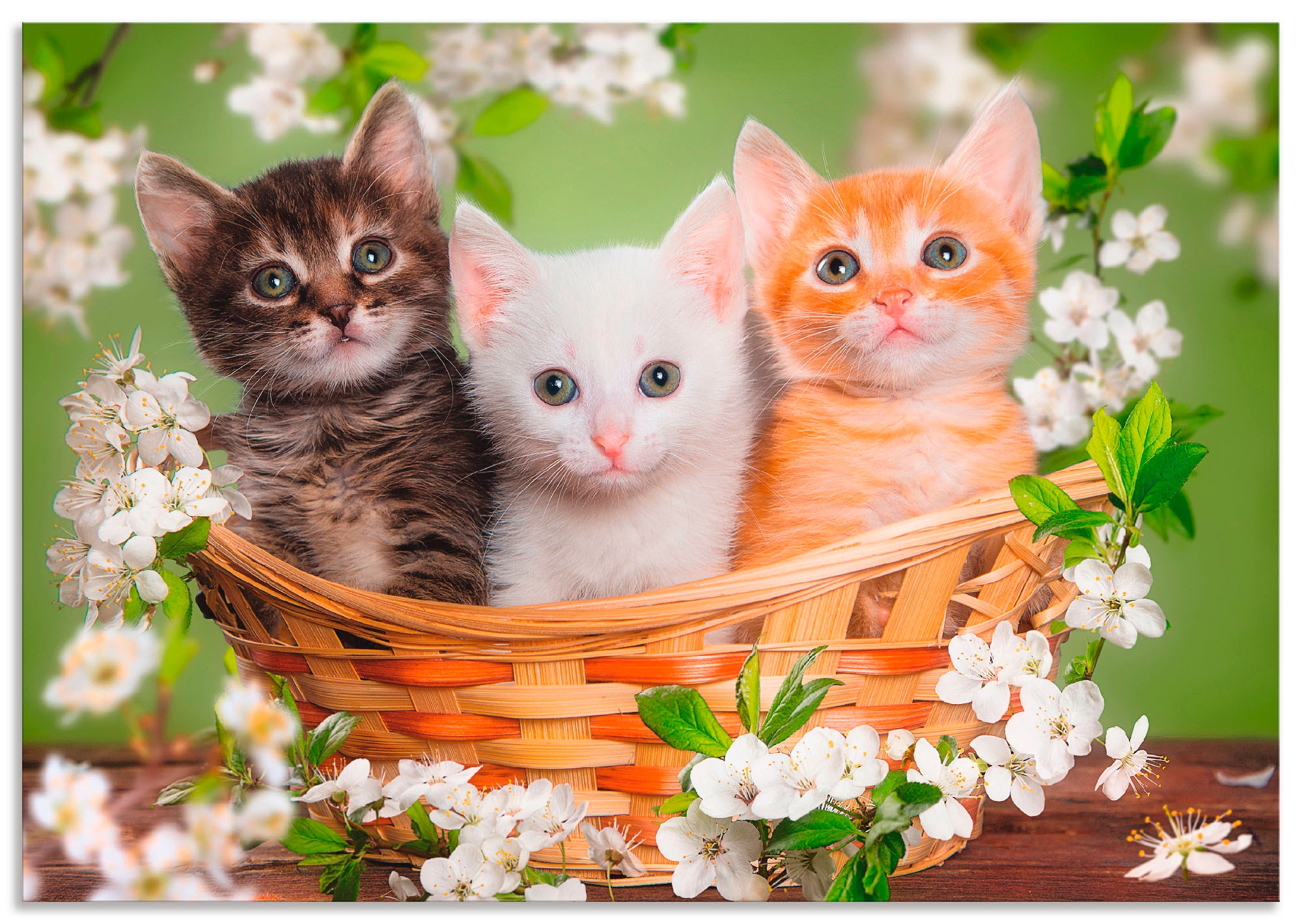 Artland Wandbild »Katzen sitzen in einem Korb«, Haustiere, (1 St.), als  Alubild, Leinwandbild, Wandaufkleber oder Poster in versch. Grössen online  kaufen | Jelmoli-Versand