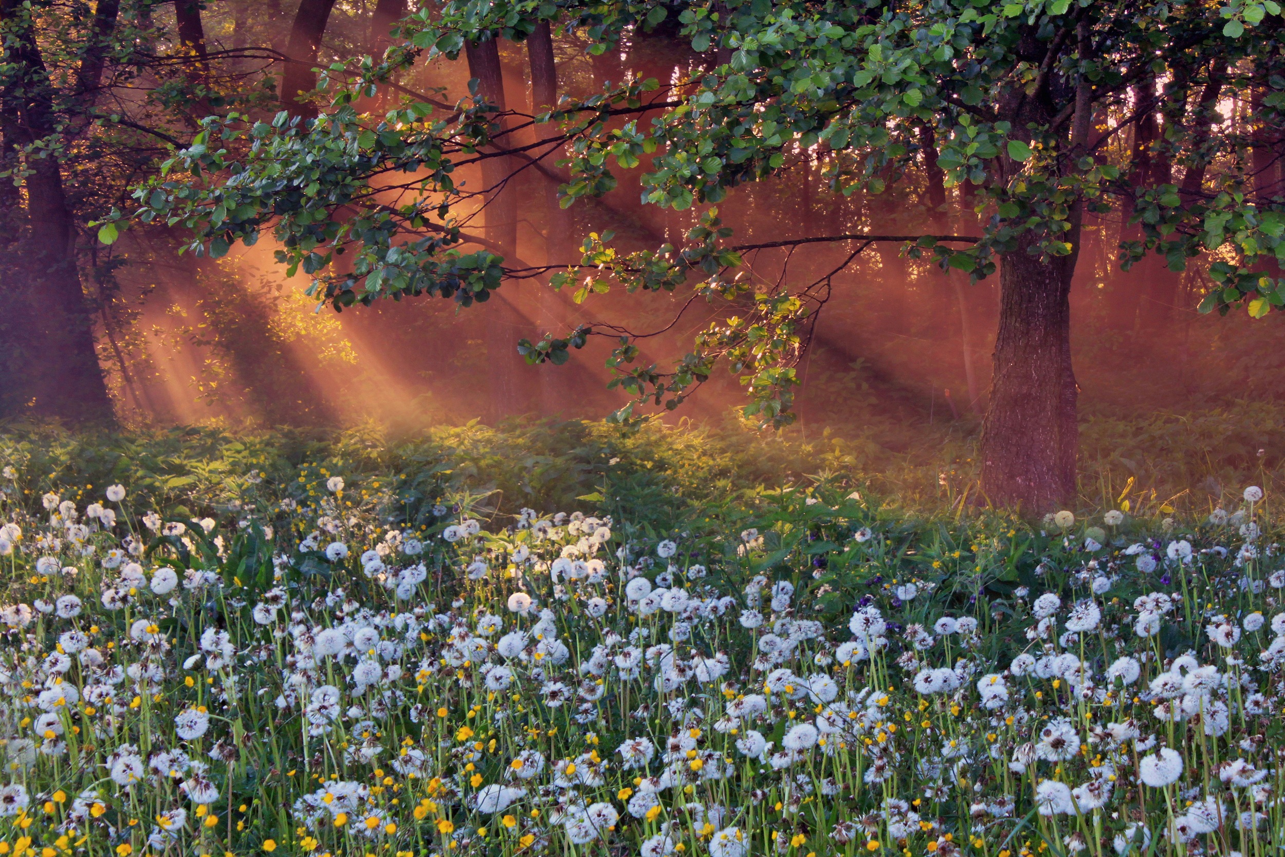 Papermoon Fototapete »LÖWENZAHN-FELD WIESE PUSTEBLUME KRAUT BLUME WALD NEBEL«