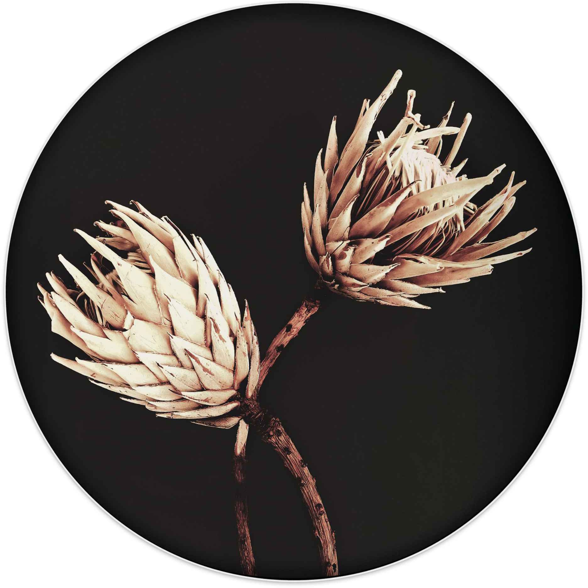 - Jelmoli-Online entdecken Protea«, im Exotisch Vintage Trockenblumen Blumen, Shop ❤ Reinders! St.) »Wandbild (1 - Wandbild