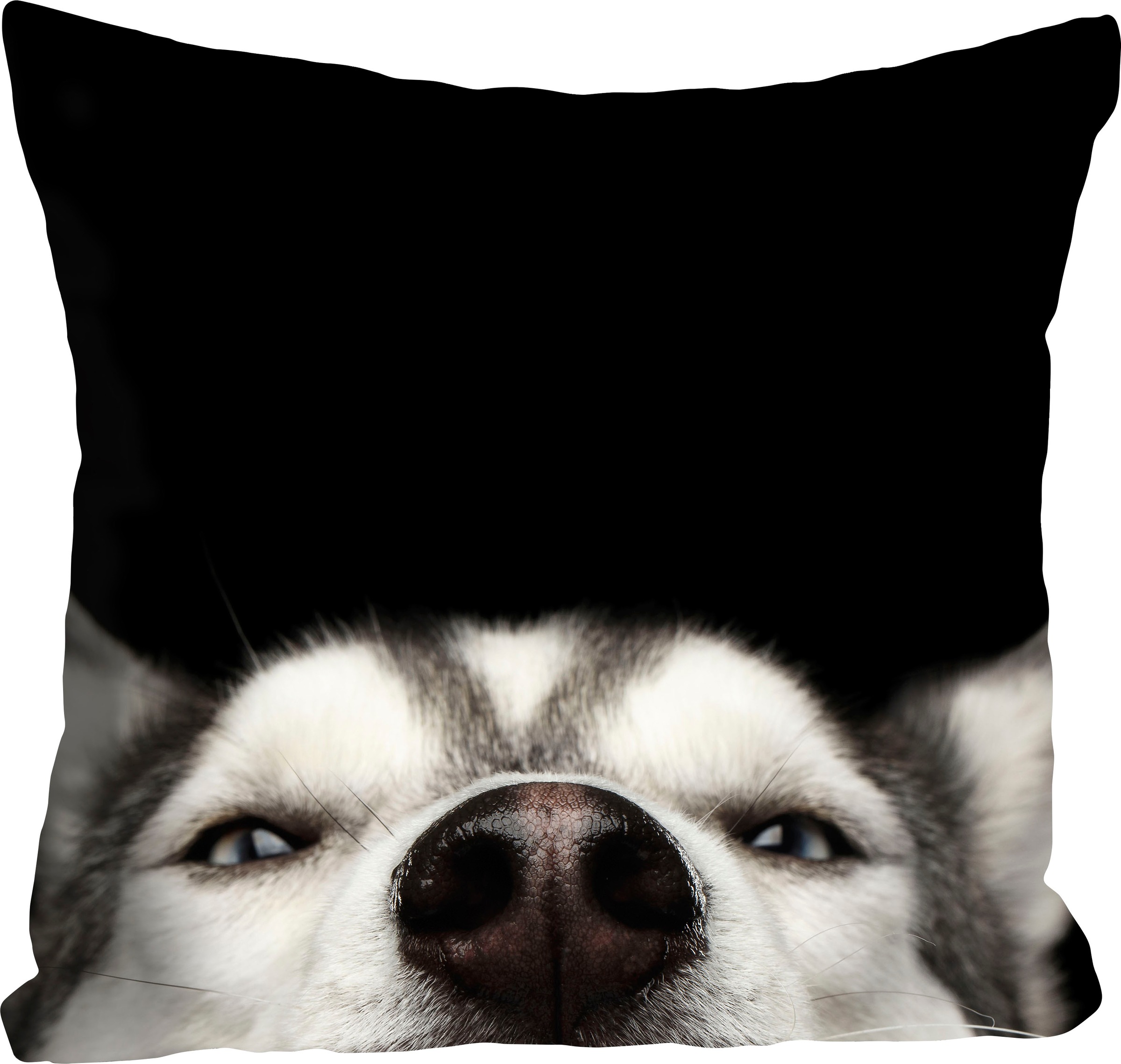 queence Dekokissen "Husky" mit einem neugierigen Husky