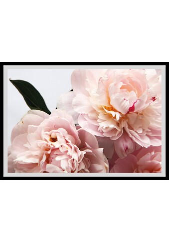 Bild »Runa«, Blumen, Rosen, gerahmt