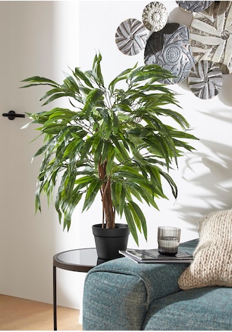 Creativ green Kunstpflanze »Weeping-Ficus«, (1 St.) kaufen