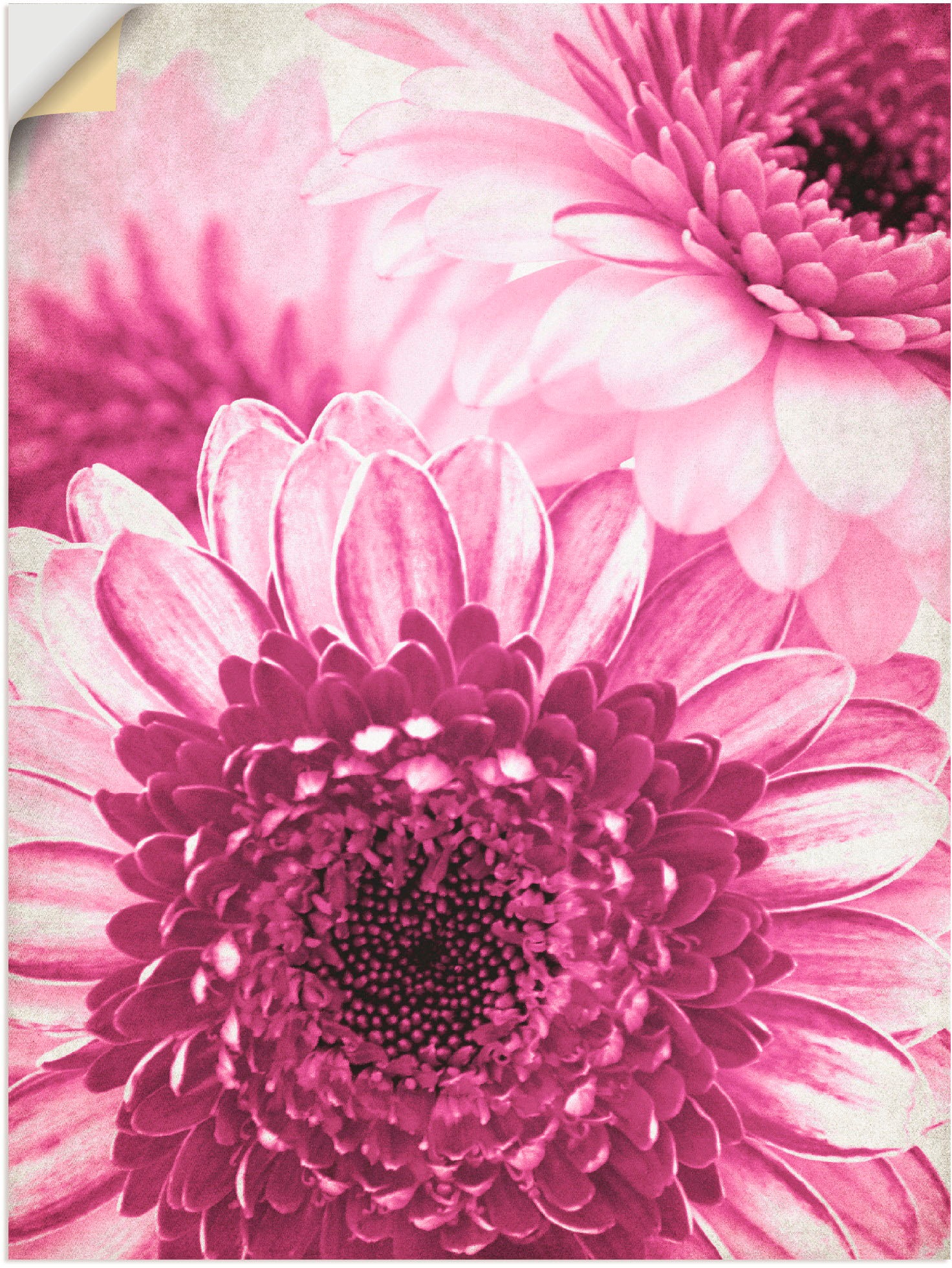 Artland Wandfolie »Pinke Gerbera«, Blumen, (1 St.), selbstklebend