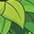 jungle