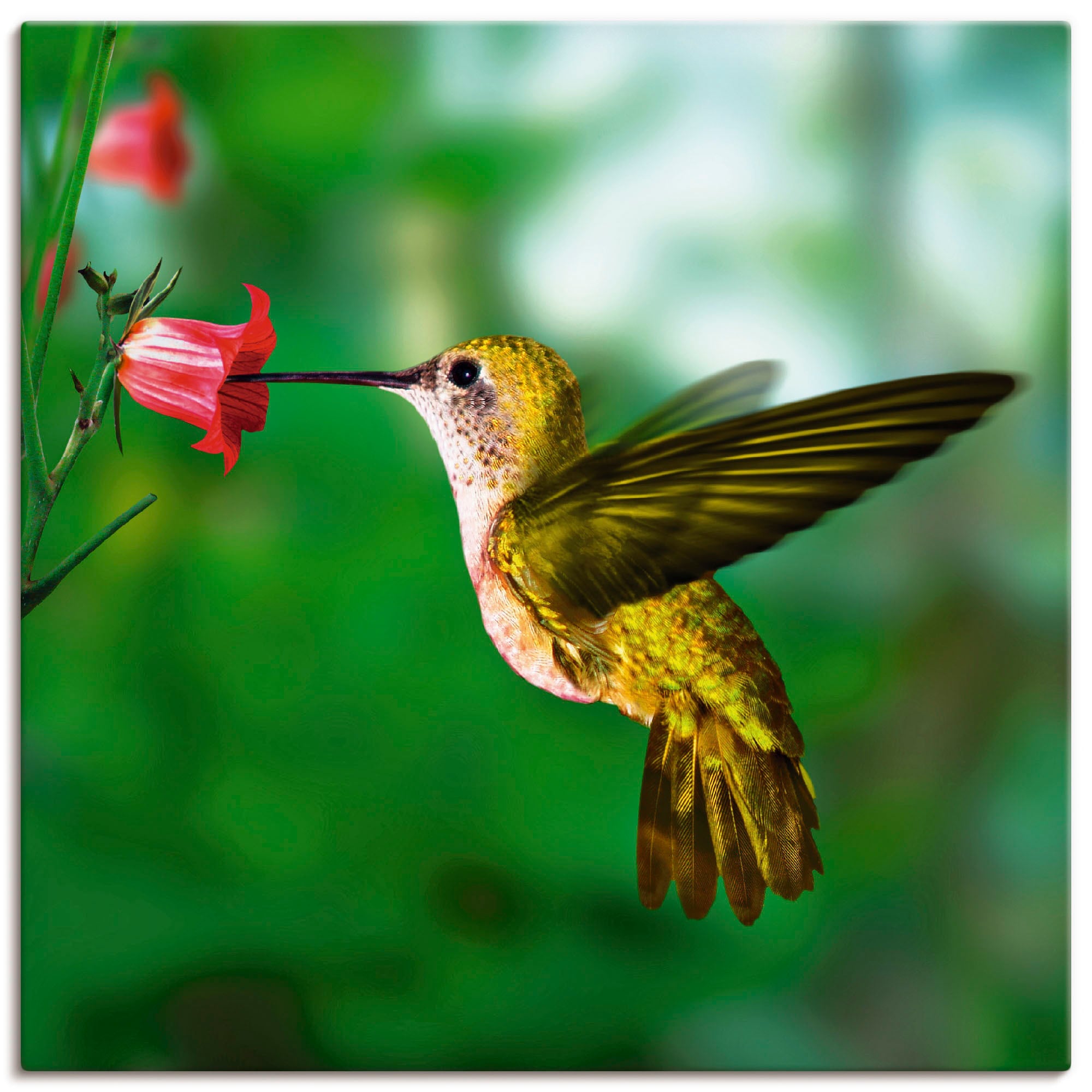Artland Wandbild »Kolibri«, in Leinwandbild, online oder Jelmoli-Versand | als versch. Grössen Vögel, (1 Poster Wandaufkleber St.), shoppen Alubild