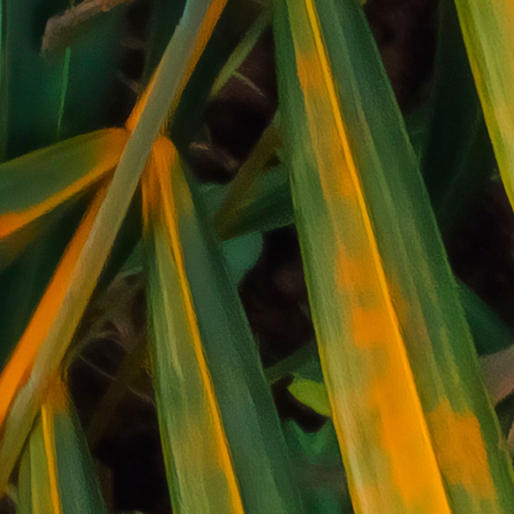 Komar Fototapete »Digitaldruck Vlies - Amazon Fern - Grösse 400 x 250 cm«, bedruckt, Wohnzimmer, Schlafzimmer