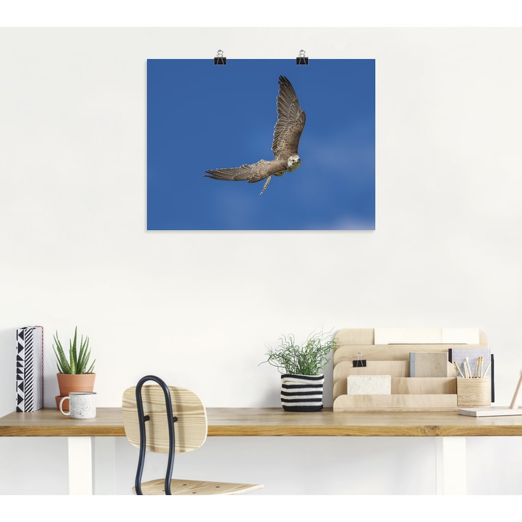 Artland Wandbild »Der Falke«, Vögel, (1 St.)