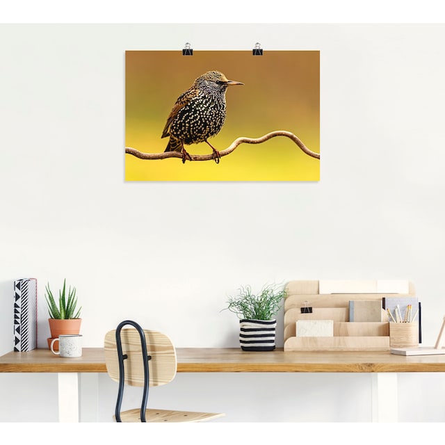 Artland Wandbild »Star«, Vogelbilder, (1 St.), als Alubild, Leinwandbild,  Wandaufkleber oder Poster in versch. Grössen online kaufen | Jelmoli-Versand