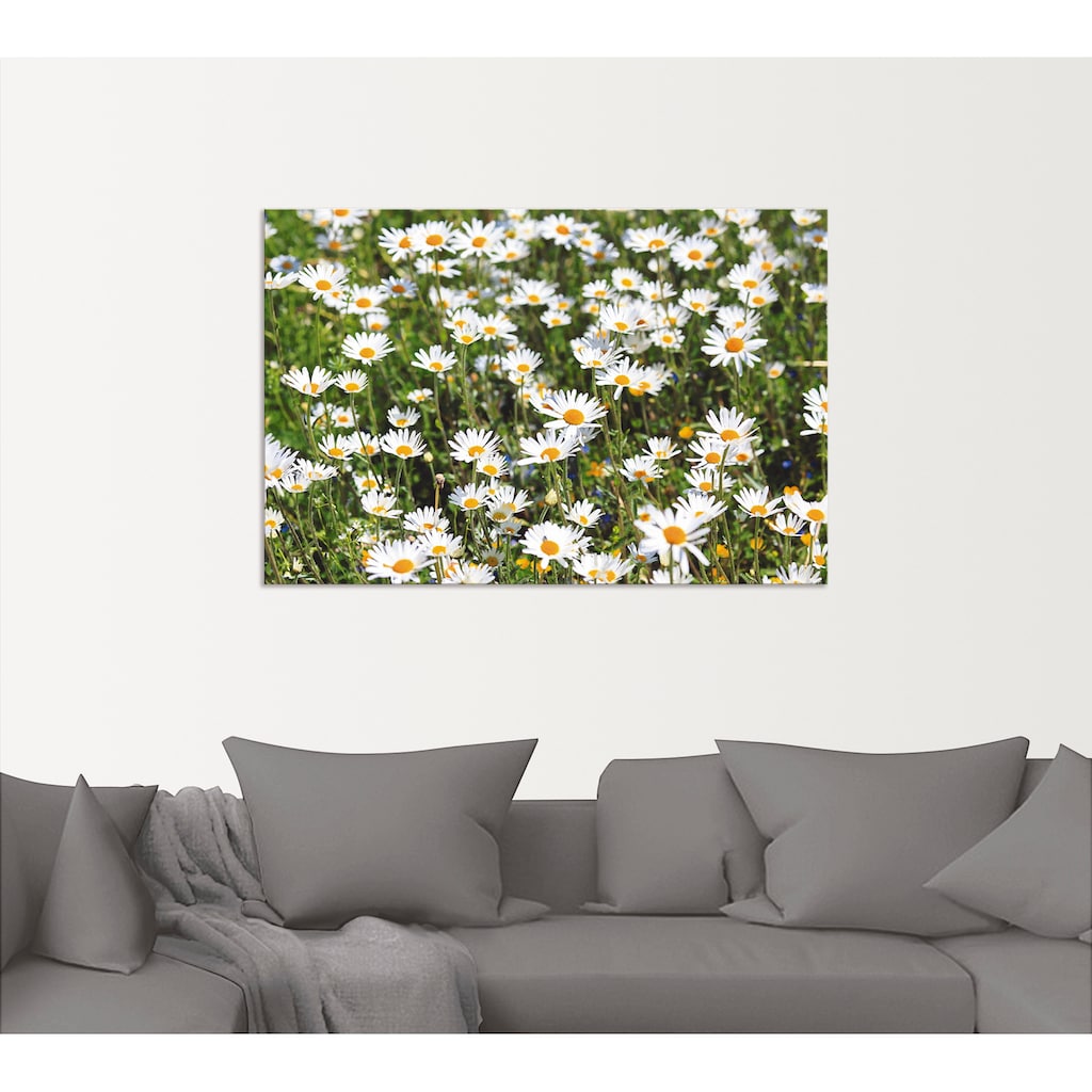 Artland Wandbild »Gänseblümchen«, Blumen, (1 St.)