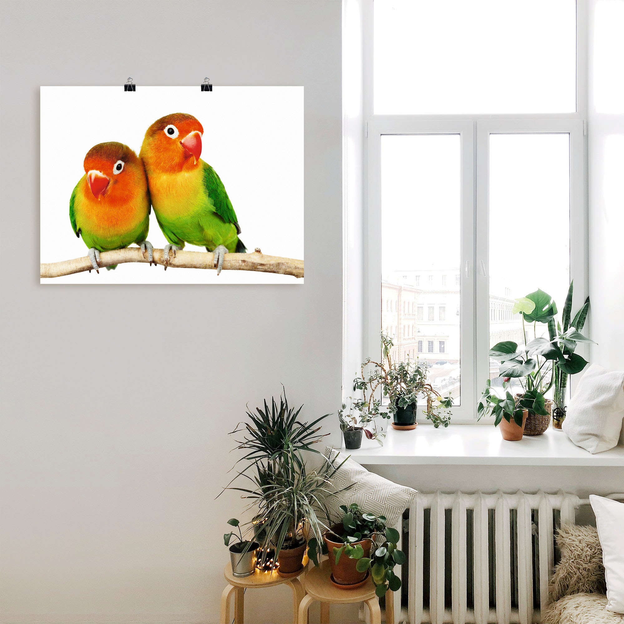 Artland Wandbild »Paar von Grauköpfchen - Papageien«, Vögel, (1 St.), als Leinwandbild, Poster, Wandaufkleber in verschied. Grössen