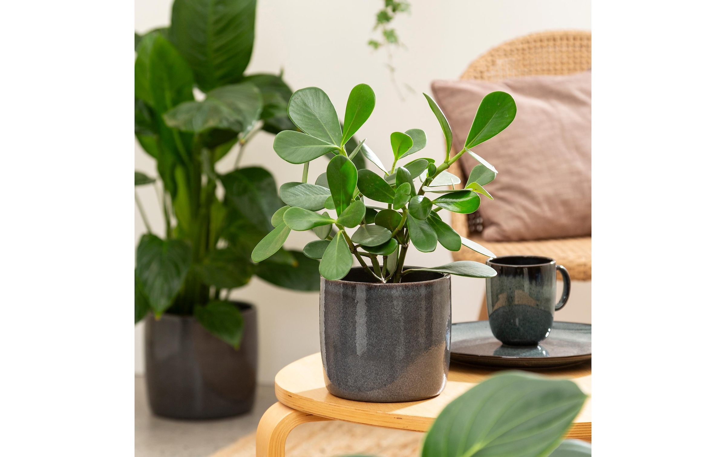 Scheurich Blumentopf »Solido 21.2 cm«