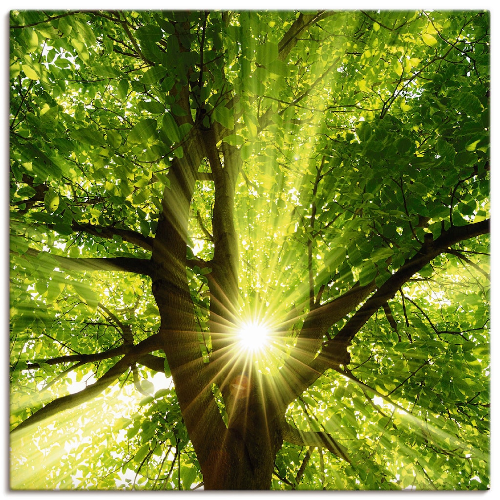 Artland Wandbild »Sonne strahlt explosiv durch den Baum«, Bäume, (1 St.), als Leinwandbild, Poster, Wandaufkleber in verschied. Grössen