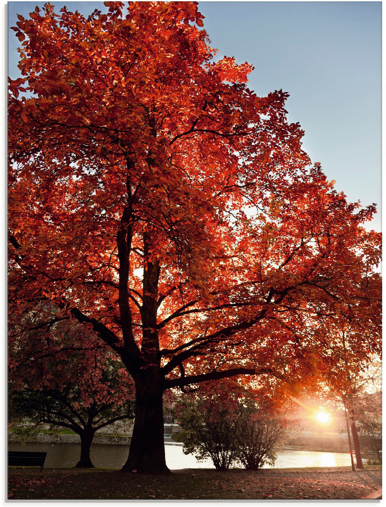 Artland Glasbild »Herbstbaum«, Bäume, (1 St.), in verschiedenen Grössen  online kaufen | Jelmoli-Versand