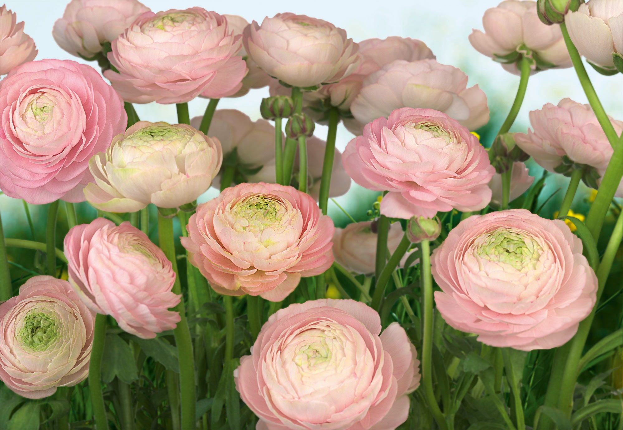 Fototapete »Gentle Rosé«, 368x254 cm (Breite x Höhe)