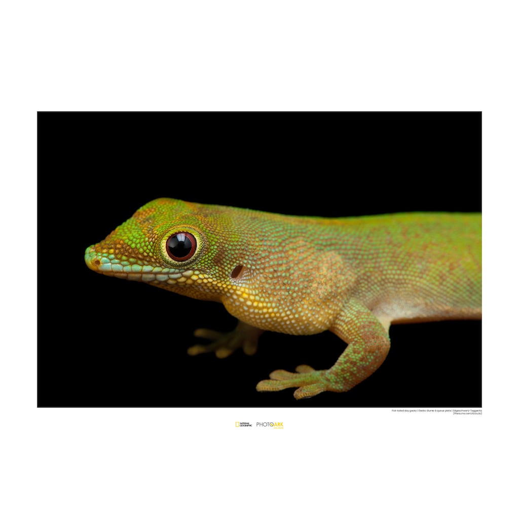 Komar Poster »Flat-tailed Day Gecko«, Tiere