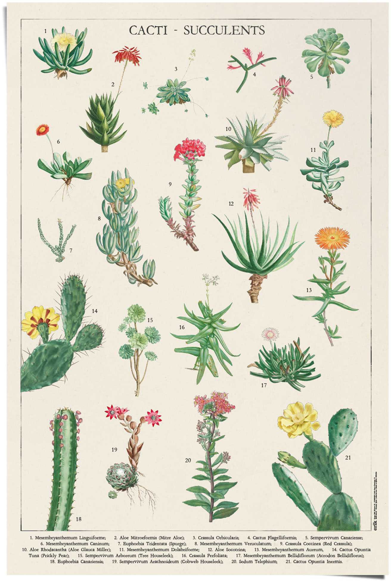 »Kaktus« shoppen Reinders! Jelmoli-Versand | online Poster
