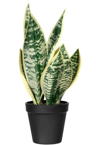 Creativ green Künstliche Zimmerpflanze »Sanseveria«, (1 St.) kaufen