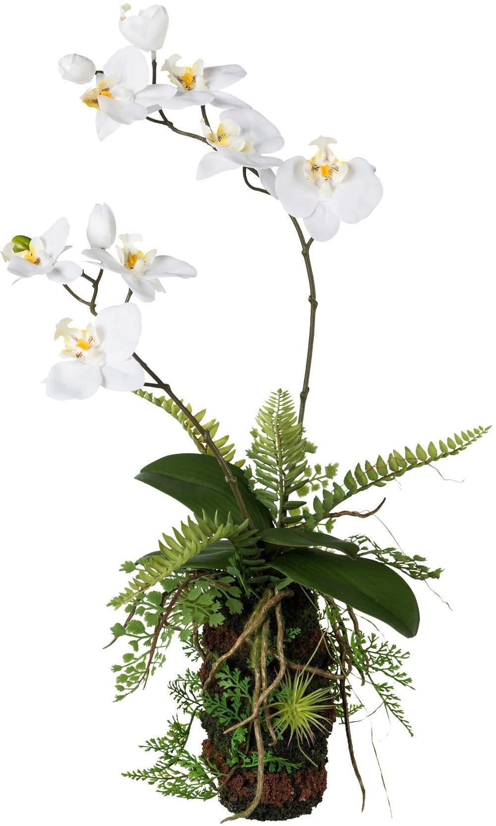 Kunstorchideen Jelmoli-Versand Sie ☛ HIER entdecken