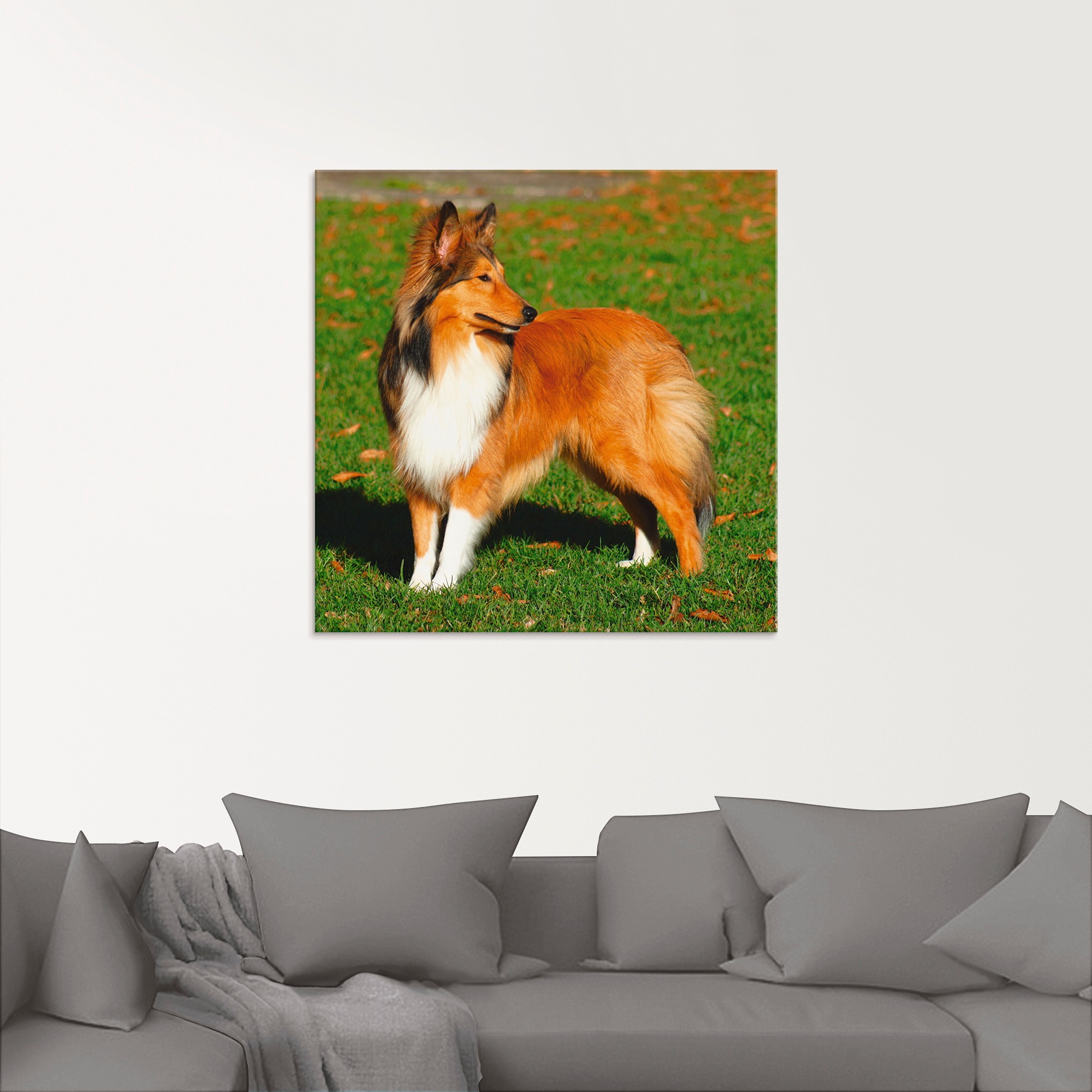 Artland Glasbild »Amerikanischer Collie«, Haustiere, (1 St.), in verschiedenen Grössen