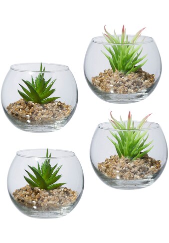 Creativ green Kunstpflanze »Sukkulenten«, (4 St.), im Set, im Glasgefäss kaufen