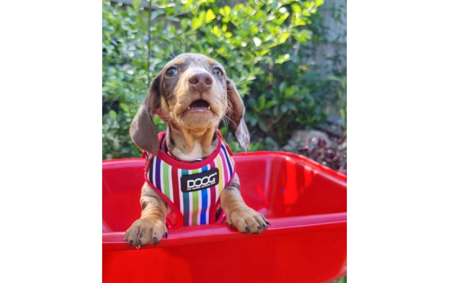 DOOG Hunde-Geschirr »Neoflex Scooby L Multicolor gestreift«