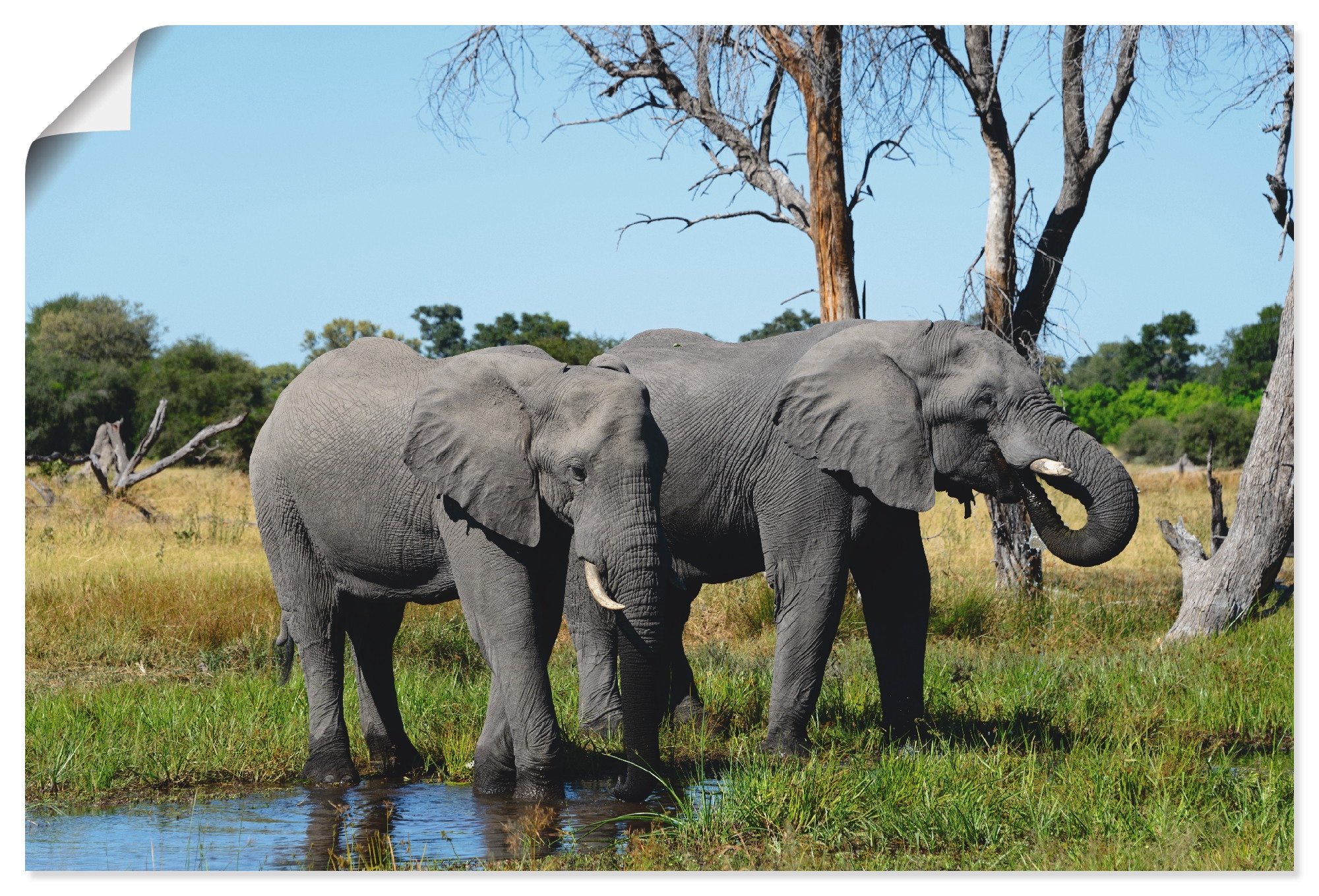 Artland Wandbild »Afrikanische Elefanten«, Wildtiere, (1 St.), als Alubild,  Leinwandbild, Wandaufkleber oder Poster in versch. Grössen online kaufen |  Jelmoli-Versand